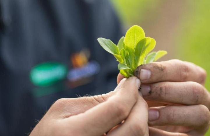 vilmorin mikado korea